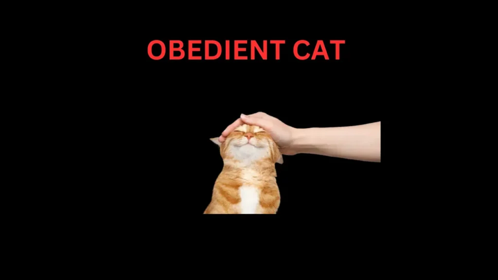 Obedient Cat pico ctf